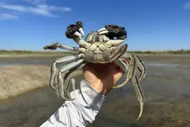 呼图壁县15吨大闸蟹新鲜上市图片