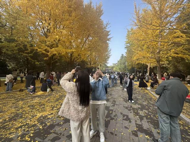 “秋叶打卡”成新宠，南方游客专程来北京赶秋