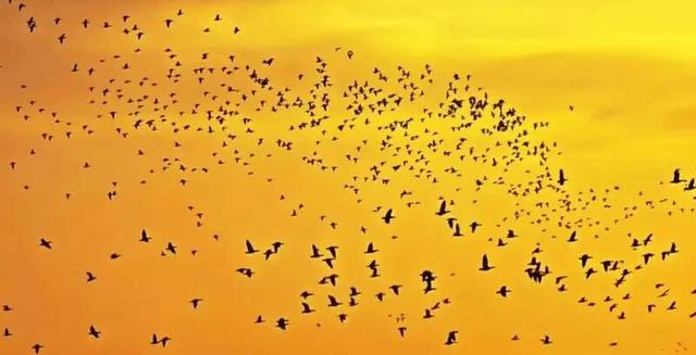 暖橙夕照里，“鸟浪”舞出生态恋曲