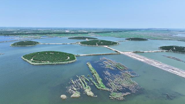 河北沧州南大港湿地精准锁定秋迁“先头部队”