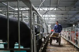 猪价腰斩，猪业的春天在哪里？图片