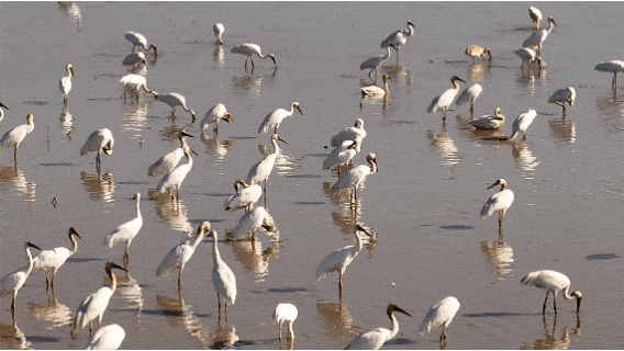 元旦去哪儿？来江西，赴一场候鸟之约