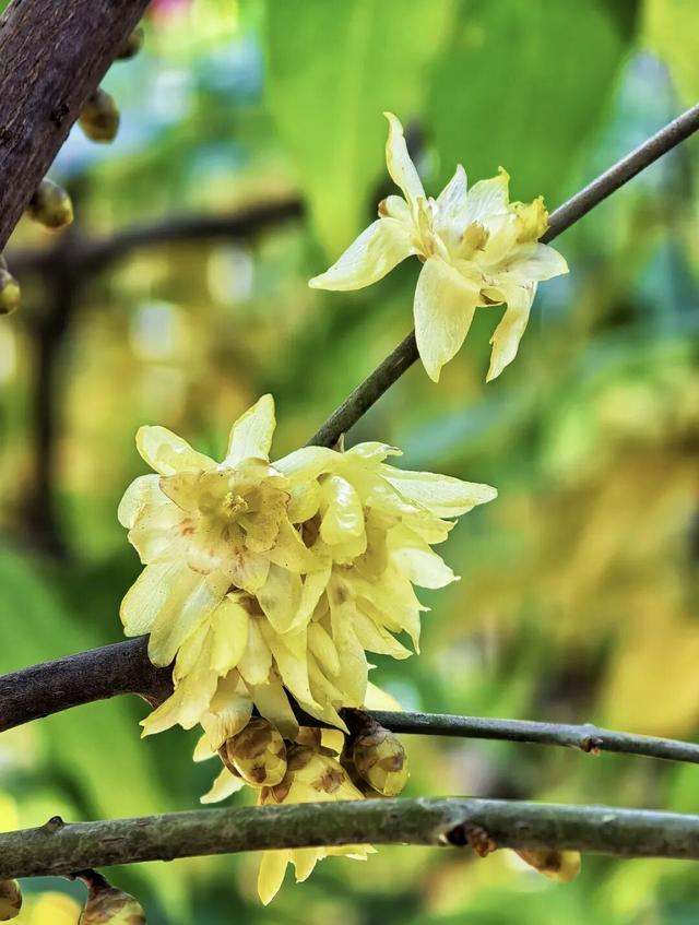 太惊喜！北京第一波蜡梅开啦！就在——
