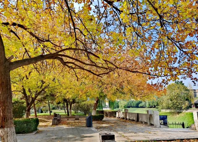 大白鹭现身!寒潮来临前,到环城公园赴一场暖冬之约~