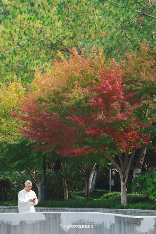 实况！武汉彩叶季来了，这些地方最出片