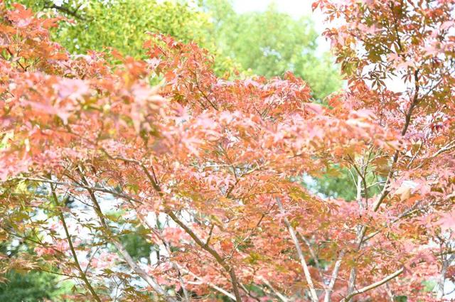 红了~红了，来宿城追“枫”！