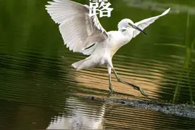 来日照，赏秋景、吃海鲜、喝白露茶，感受秋日的小确幸图片