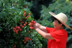 惠及更多荔农！增城用科技赋能荔枝产业新发展图片