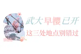 武大、江滩樱花已开！（附预约方式）图片