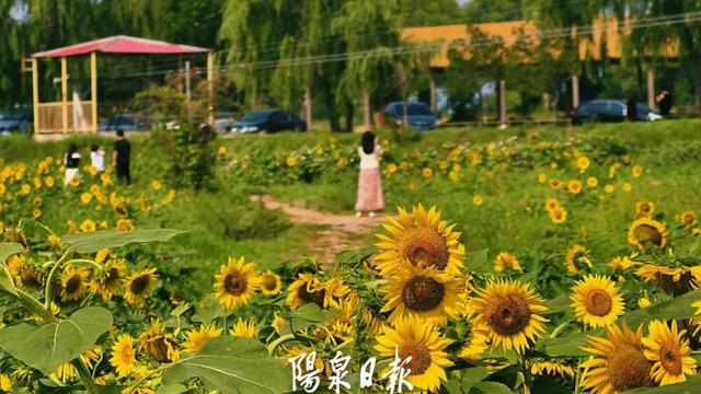 快去打卡！阳泉有片金色花海～