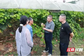 邵阳市农科院专家深入兴旺村葡萄基地 技术护航助“金果”飘香图片