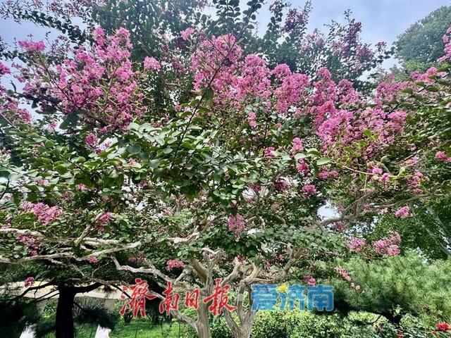 一年四季 泉在济南丨一株紫薇绽芳华 点亮济南初秋好景致