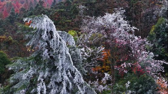 湖南舜皇山：初冬雾凇绘就彩林画卷