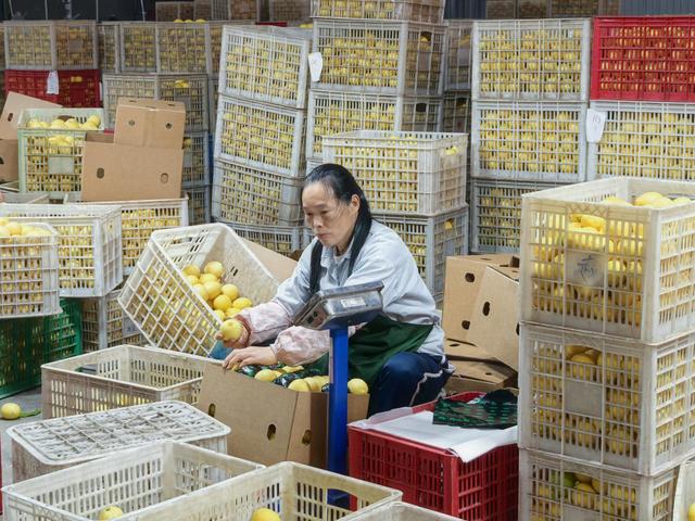 “双11”15年观察：安岳柠檬换条“赛道”闯世界