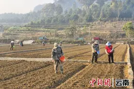 孟连回俄七彩花生播种面积逾1700亩图片