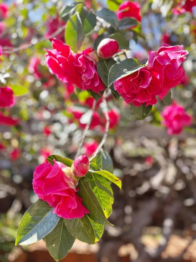 花漾丽江丨春来赏花，玉峰寺山茶如约绽放！