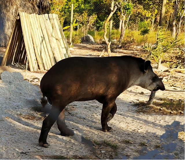 包茂红｜巴西的环境保护