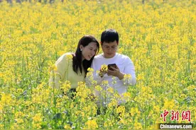 广西南宁油菜花绽放 乡村美景入画来图片