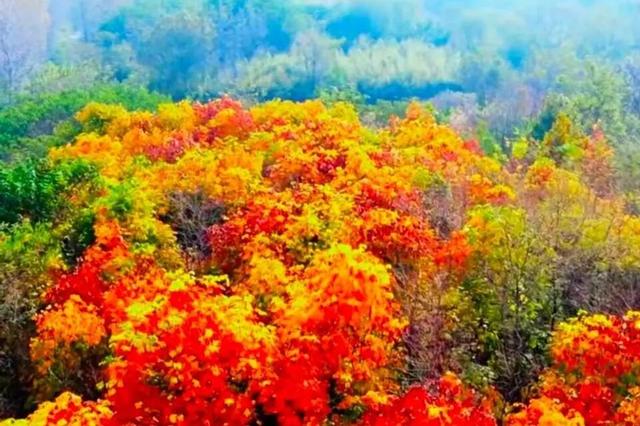 醉美坊子｜秋染小城，被时光温柔以待