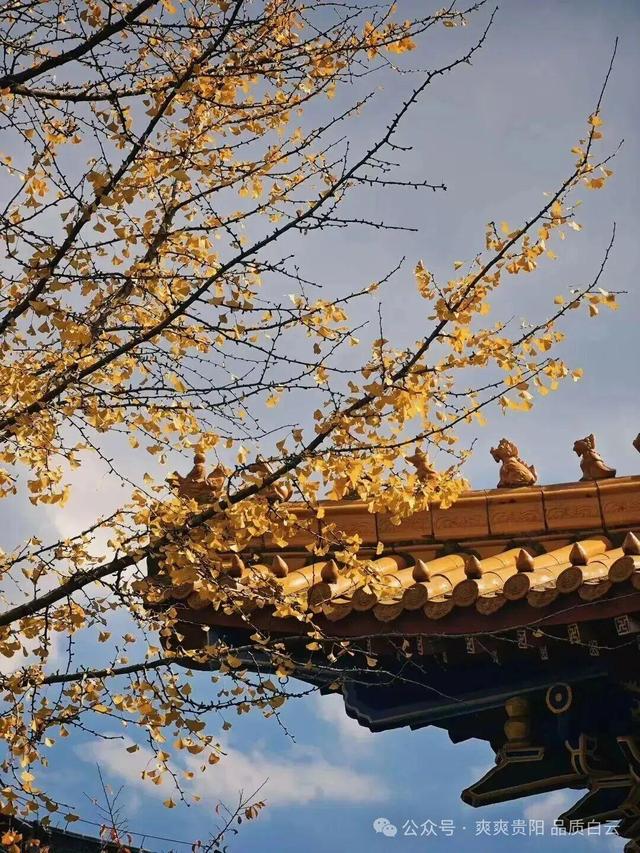 在白云！这个初冬阳光温暖，满是金黄！