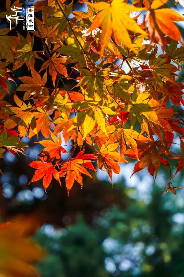 美“枫”了，快来赏！