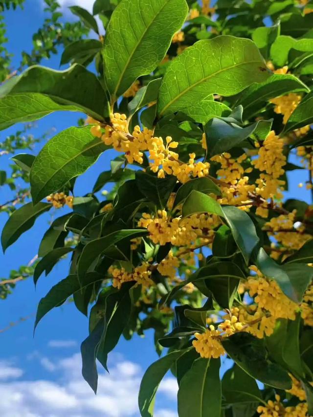 在苏家理想村，一场乡野游乐集正等你赴约
