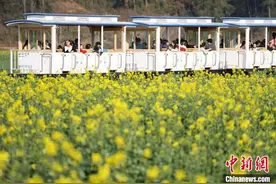 贵州贵定：花开春意浓图片