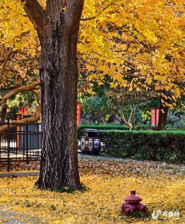 组图丨一大波美图来袭！泰山景区9个赏秋地超出片