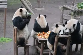 熊猫送福，灵蛇献瑞！重庆动物园的动物们给大家拜年啦图片