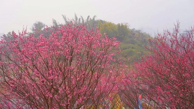 梅花提前近20天绽放 名山这份冬日浪漫藏不住了~