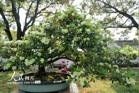 江苏苏州：绿色杜鹃亮相拙政园图片