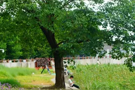 上海这个绝美花园免门票了！江畔微风吹来马鞭草、荷花花海→图片