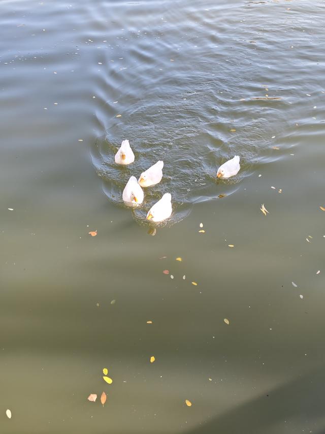 北京农展馆后湖，何以引来百鸟嬉？现场探秘——