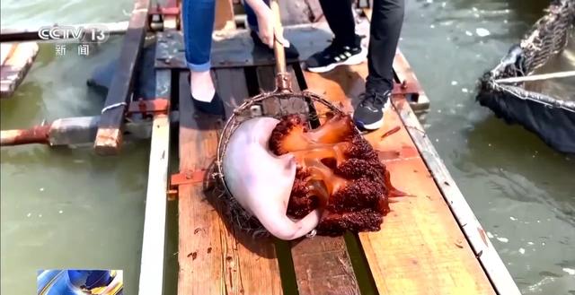 辽宁海参多少钱一斤 2026年辽宁大连海参多少钱一斤