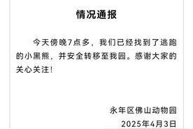 河北一动物园两岁黑熊出逃，最新通报图片