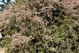 济南如此美丽的花海，原是少见的秦岭遗存植物--猬实图片