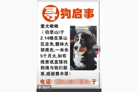 走失宠物狗被流浪狗“收养”，主人已兑现奖金将捐给流浪救助公益图片