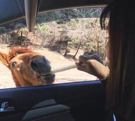 “疯狂动物城”原型，在北京找到了！