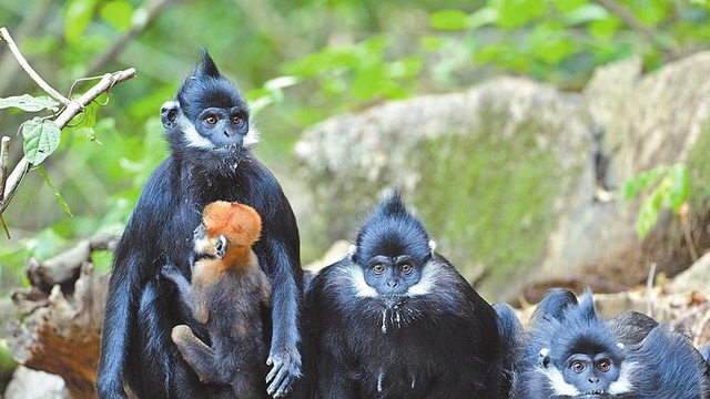 大新县以生态IP激活文旅“流量密码”