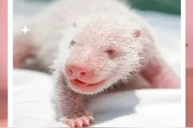 9图回顾大熊猫妹猪成长记忆图片