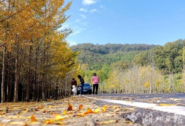 钟祥大口森林公园：银杏披金甲 游客醉秋光