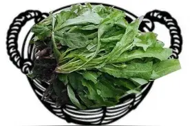 医疗卫生小知识｜药食同源“蒲公英”图片