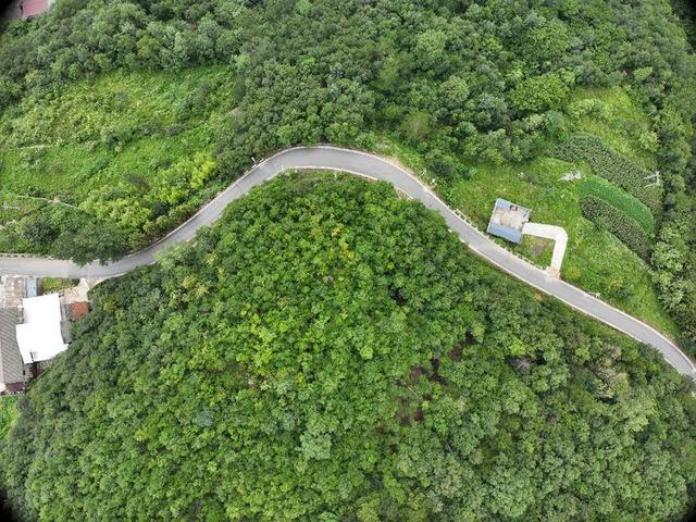 保康县：绿遍山原 林翠满川
