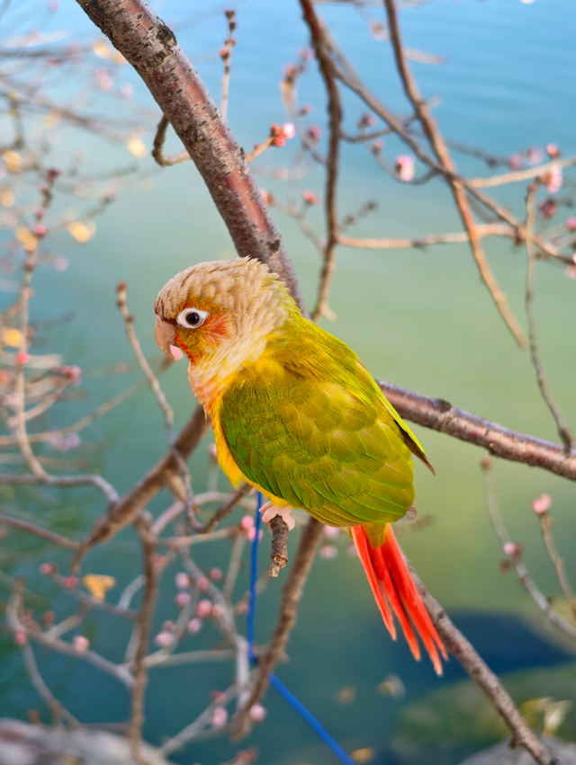 颐和园西堤，冬日桃花添暖意