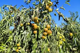 若羌：冬枣喜丰收 枣农采摘忙图片