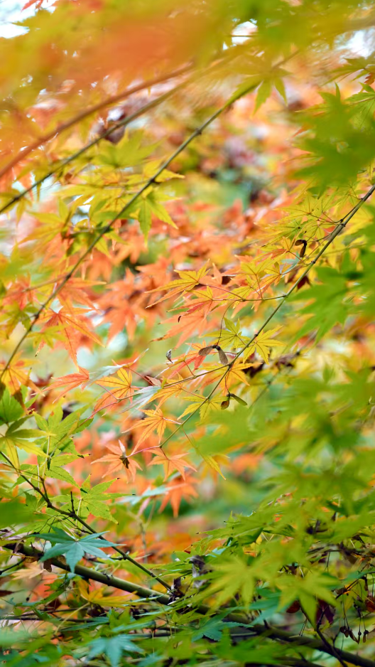 随手一拍都是大片！新都枫叶“封神”，快冲！