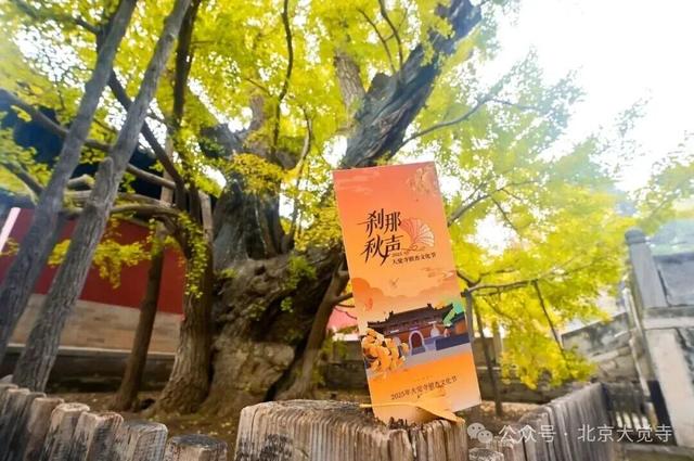 金色瀑布！北京这些千年古银杏正在最佳观赏期！