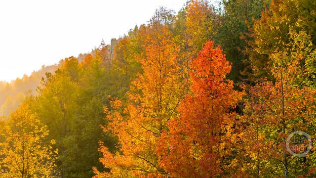 忠县彩林，解锁色彩斑斓的冬日美景！
