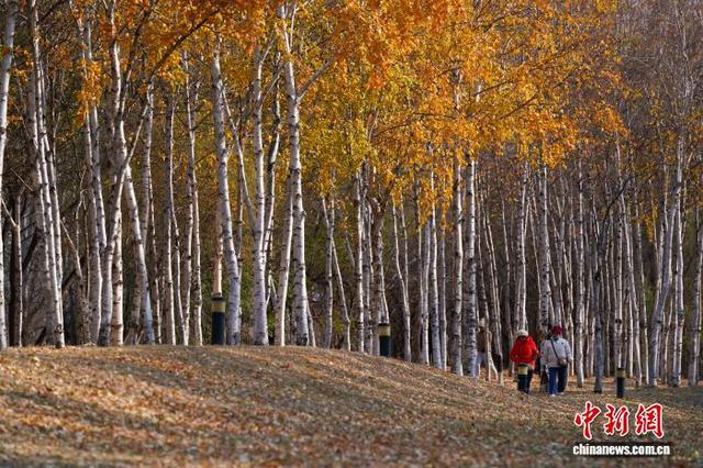 黑龙江哈尔滨：市民漫步白桦林感受深秋之美