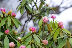 金佛山第十六届杜鹃花节暨2025登山季即将启幕图片